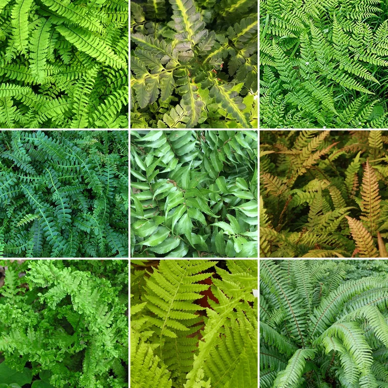 247plants2983652