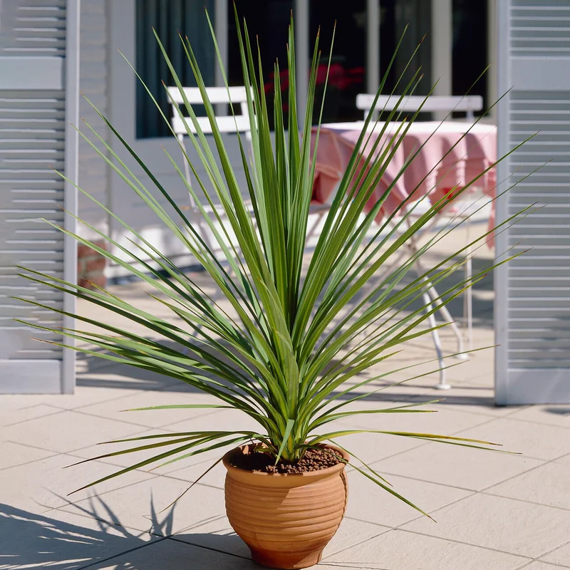 247plants2984224