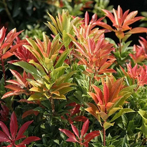 247plants2988095