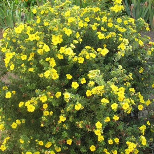 247plants2988146