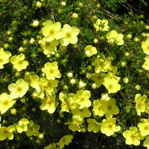 247plants2988162