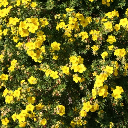 247plants2988181