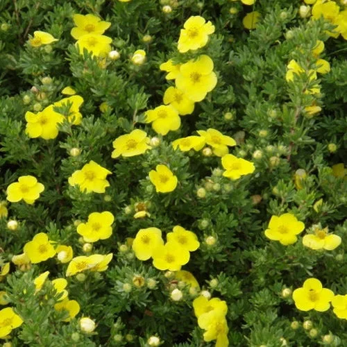 247plants2988195