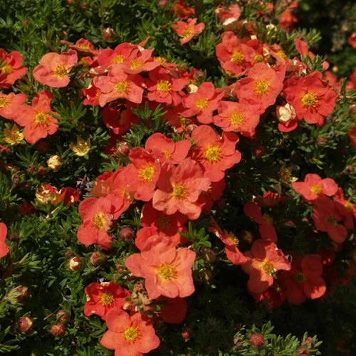 247plants2988240