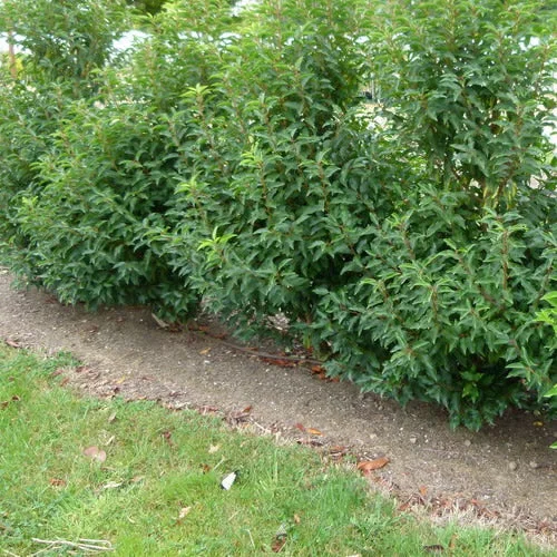 247plants2988275