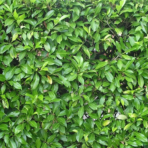 247plants2988292