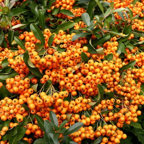 247plants2988308