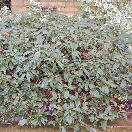 247plants2988370