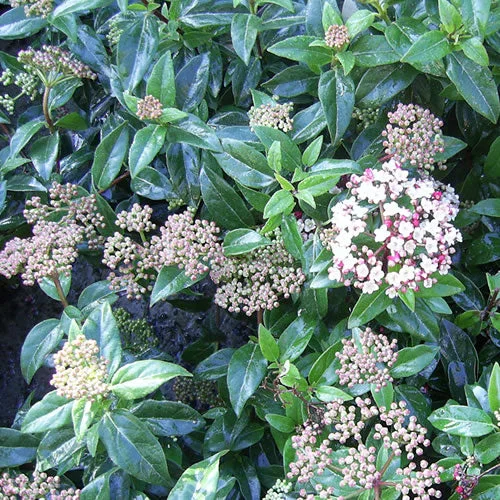 247plants2988559