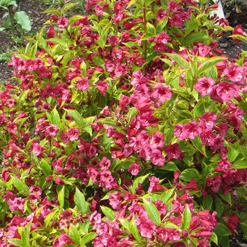 247plants2988579