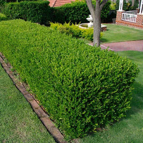 247plants2988662