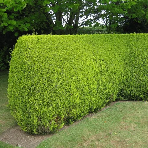 247plants2988824