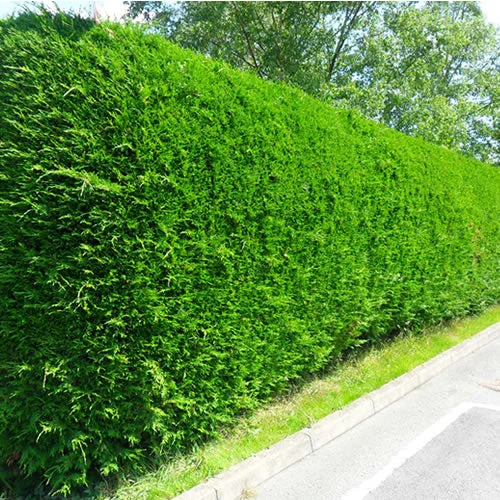 247plants2988959
