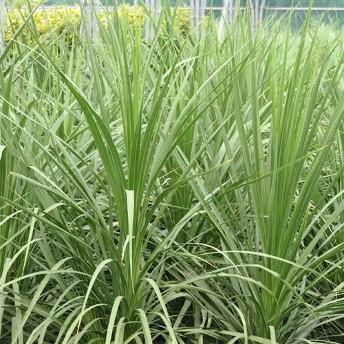 247plants2989141