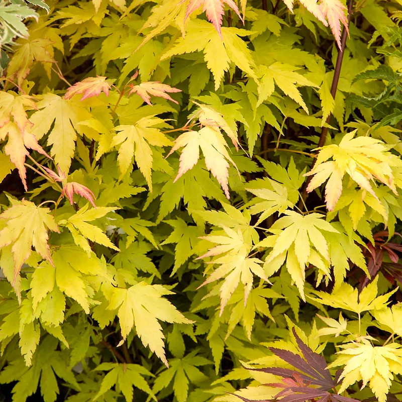 247plants2989294