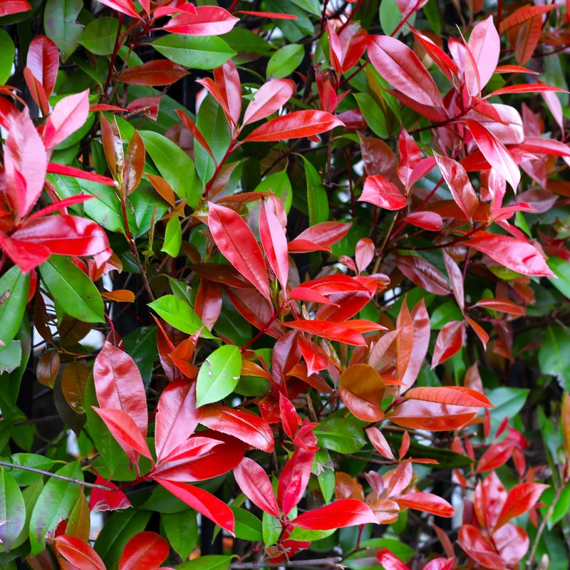 247plants2989448