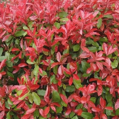 247plants2989474