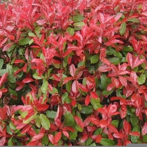 247plants2989574