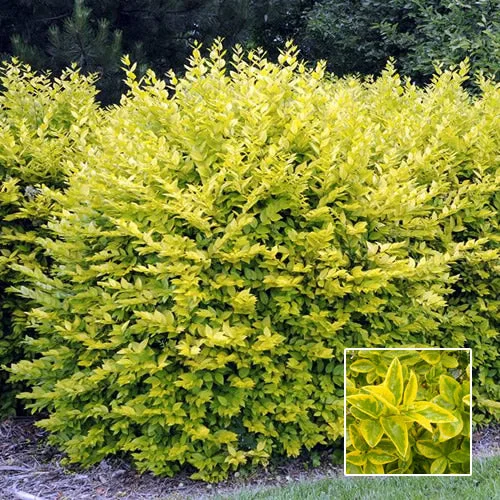 247plants2989729