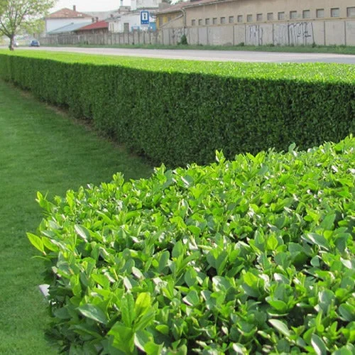 247plants2989808
