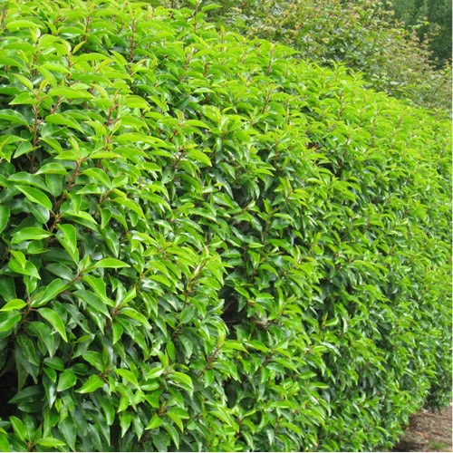 247plants2990177