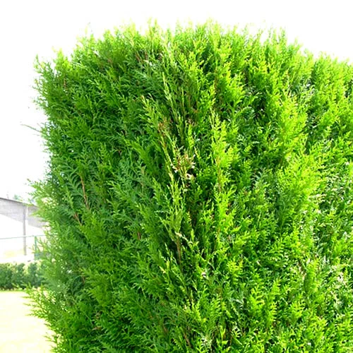 247plants2990375