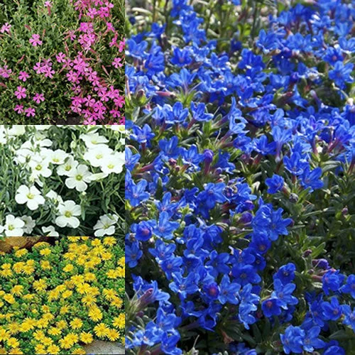 247plants2990625