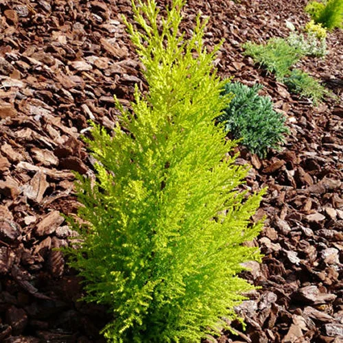 247plants2990735