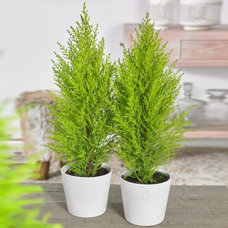 247plants2990778