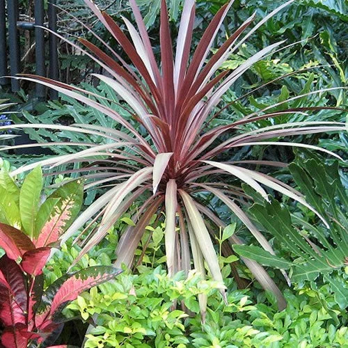 247plants2990796