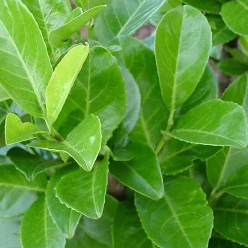 247plants2990809