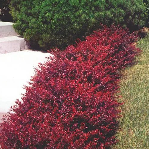 247plants2991122