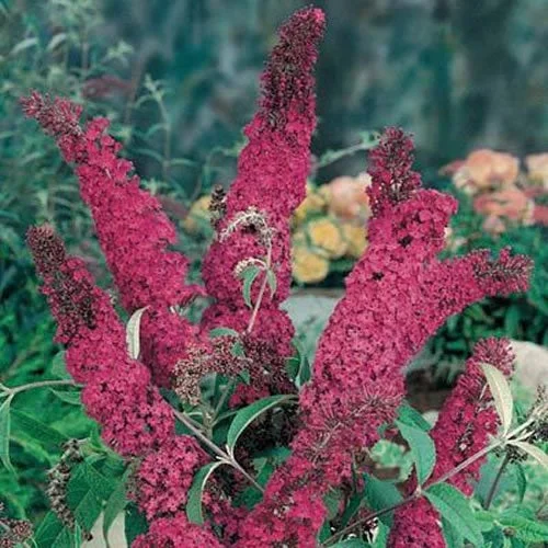 247plants2991141