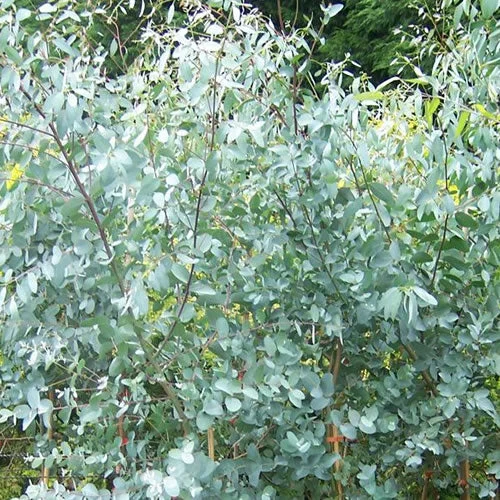 247plants2991301