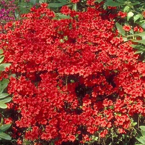 247plants2991596