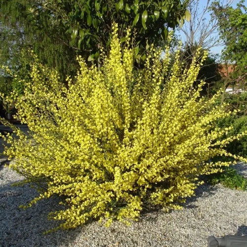 247plants2991852