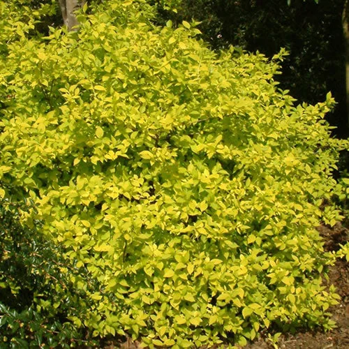 247plants2991992