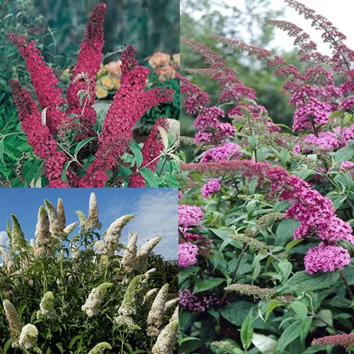 247plants2992305