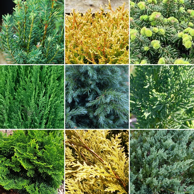 247plants2992378