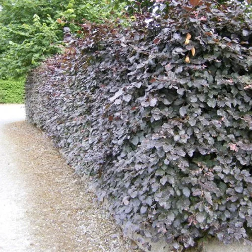 247plants2992866