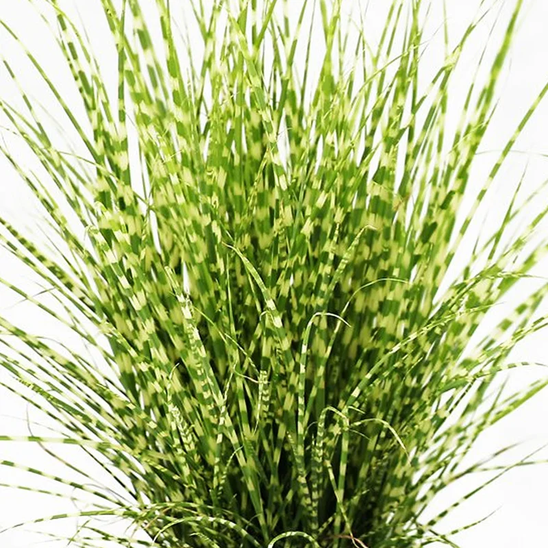 247plants2994412