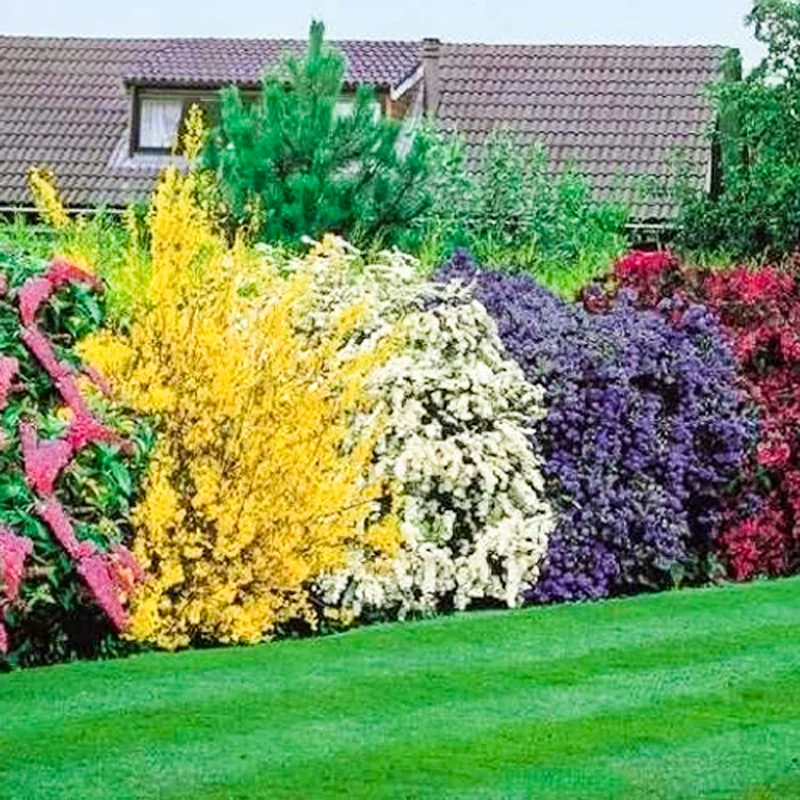 247plants2994816