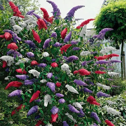 247plants2995884