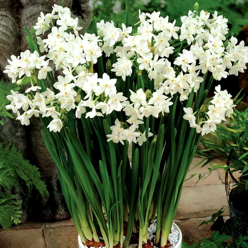 247plants2996164
