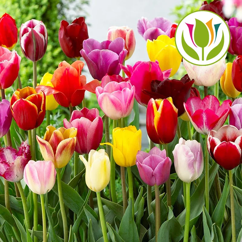 247plants2996233
