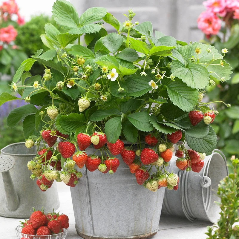 247plants2997122