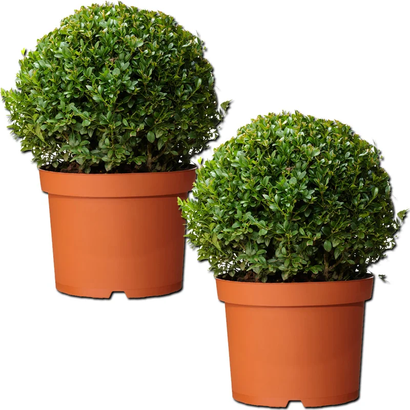 247plants2997729