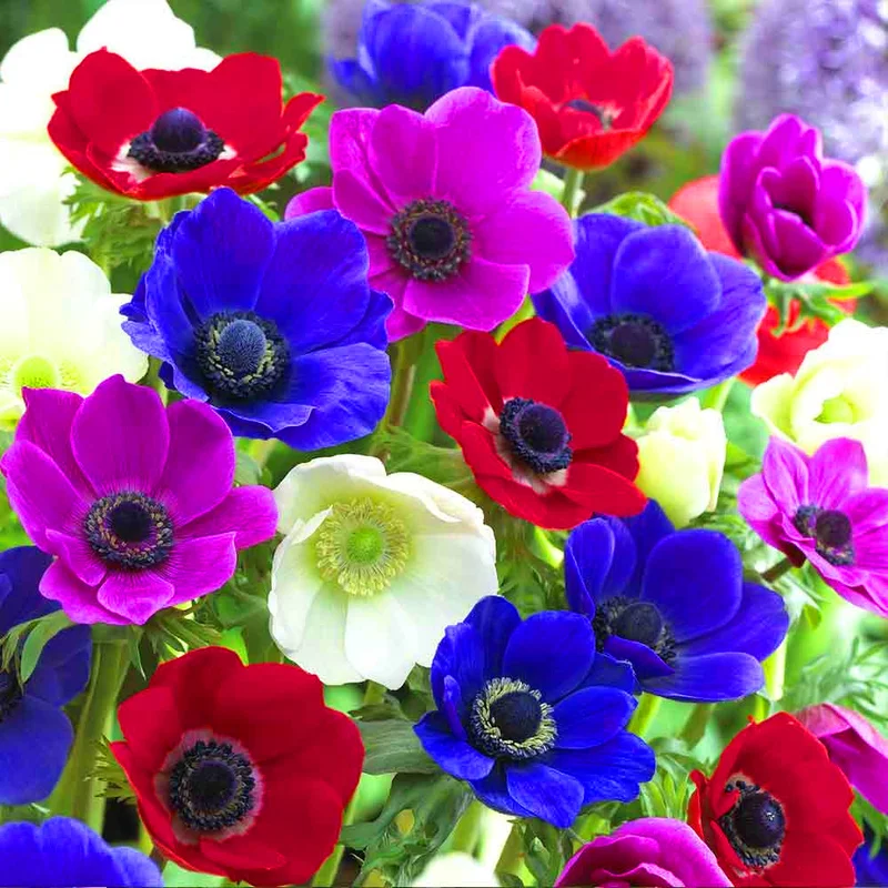 247plants2998129