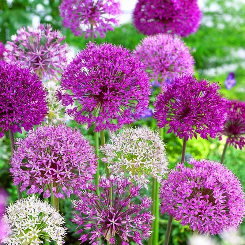 247plants2998162