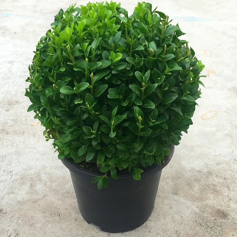 247plants2998513